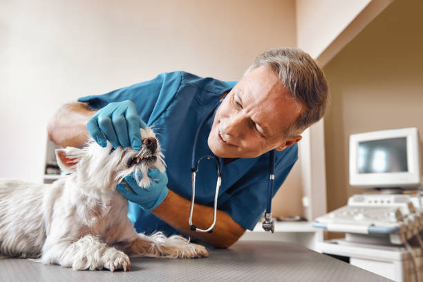 Best Emergency Dental Extractions in Denton, NC